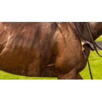 Dubai Duty Free Shergar Cup