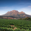 World of Wine: South Africa and the USA