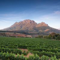 World of Wine: South Africa and the USA