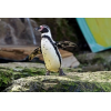 Chessington World of Adventures - 1 Day Entry