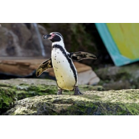 Chessington World of Adventures - 1 Day Entry