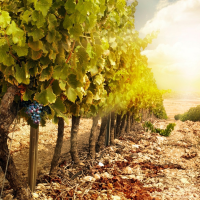 Syrah VS Shiraz!
