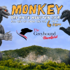 MONKEY at the Greyhound Pub (Blandford Forum)
