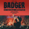 Badger - In the Wild