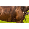 Qatar Racing British Champions Day