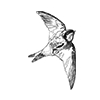 House Martin