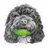 Dog &amp; Pickle