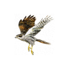 Sparrowhawk