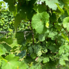 The Urban Wine Festival
